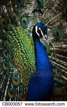 Picture - peacock. fotosearch 
- search stock 
photos, pictures, 
images, and photo 
clipart