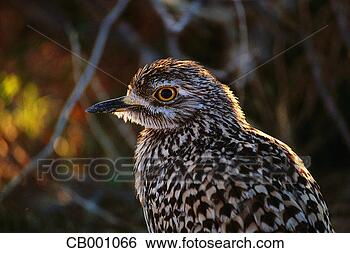 Stock Photo - spotted thick-knee. 
fotosearch - search 
stock photos, 
pictures, images, 
and photo clipart
