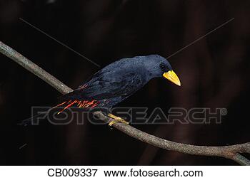 Picture - sulawesi grosbeak 
starling on branch. 
fotosearch - search 
stock photos, 
pictures, images, 
and photo clipart