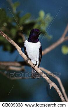 Stock Photo - violet-backed 
starling on branch. 
fotosearch - search 
stock photos, 
pictures, images, 
and photo clipart
