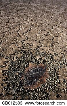 Stock Photo - fish fossil in 
dry lake bed. 
fotosearch - search 
stock photos, 
pictures, images, 
and photo clipart