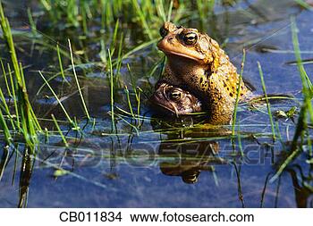 frogs-mating-freshwater_~CB011834.jpg