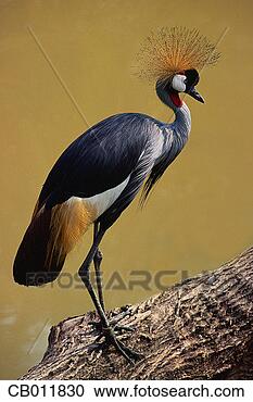 Stock Photography - profile of a crowned 
crane. fotosearch 
- search stock 
photos, pictures, 
images, and photo 
clipart