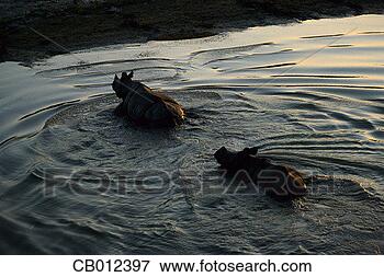 Picture - rhinos wading 
into calm water. 
fotosearch - search 
stock photos, 
pictures, images, 
and photo clipart