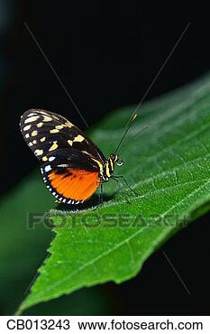 Stock Photo - butterfly with 
interesting markings 
on a green leaf. 
fotosearch - search 
stock photos, 
pictures, images, 
and photo clipart