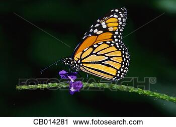Stock Photography - butterfly and 
purple flower. 
fotosearch - search 
stock photos, 
pictures, images, 
and photo clipart