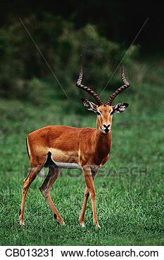 Stock Photography - impala. fotosearch 
- search stock 
photos, pictures, 
images, and photo 
clipart