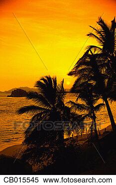 Stock Image - palm trees at 
sunset. fotosearch 
- search stock 
photos, pictures, 
images, and photo 
clipart