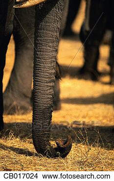 Stock Photo - close-up of an 
elephant trunk. 
fotosearch - search 
stock photos, 
pictures, images, 
and photo clipart