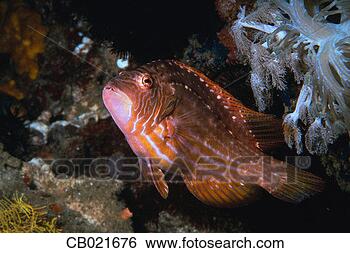 Stock Photo - cockerel wrasse 
fish. fotosearch 
- search stock 
photos, pictures, 
images, and photo 
clipart