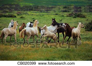 Stock Photograph - frisky herd of 
horses playing 
together. fotosearch 
- search stock 
photos, pictures, 
images, and photo 
clipart