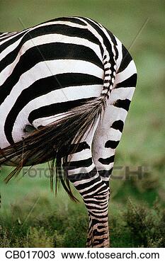 Stock Photo - rear end of zebra. 
fotosearch - search 
stock photos, 
pictures, images, 
and photo clipart