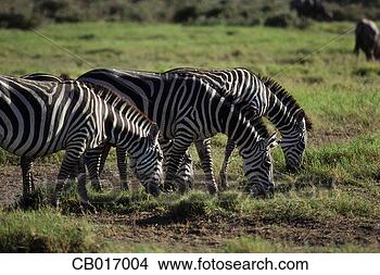 Stock Photo - zebras standing 
in a line and 
grazing. fotosearch 
- search stock 
photos, pictures, 
images, and photo 
clipart