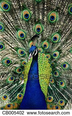 Stock Photo - peacock with colorful 
plumage. fotosearch 
- search stock 
photos, pictures, 
images, and photo 
clipart