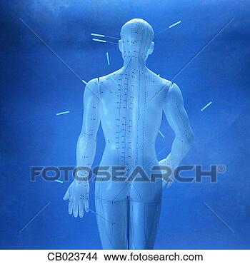 Stock Photo - acupuncture model. 
fotosearch - search 
stock photos, 
pictures, images, 
and photo clipart