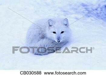 Stock Photo - arctic fox lying 
on snow. fotosearch 
- search stock 
photos, pictures, 
images, and photo 
clipart