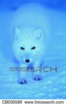 Stock Photograph - arctic fox. fotosearch 
- search stock 
photos, pictures, 
images, and photo 
clipart