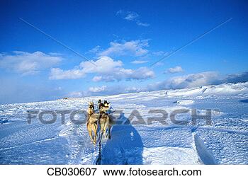 Picture - dog sled team. 
fotosearch - search 
stock photos, 
pictures, images, 
and photo clipart