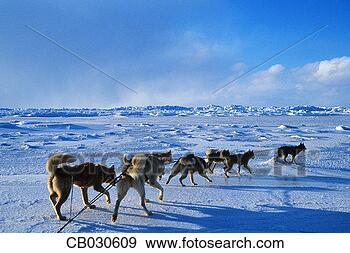 Stock Photograph - dog sled team. 
fotosearch - search 
stock photos, 
pictures, images, 
and photo clipart
