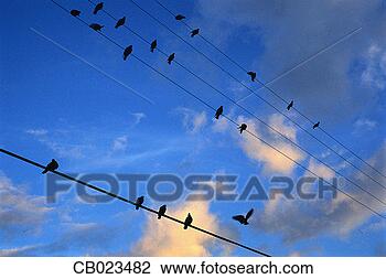 Stock Photo - flock of birds 
perching on power 
lines. fotosearch 
- search stock 
photos, pictures, 
images, and photo 
clipart