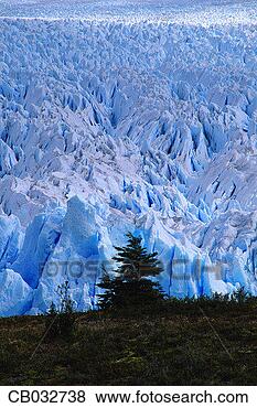 Stock Photo - moreno glacier 
and pine tree. 
fotosearch - search 
stock photos, 
pictures, images, 
and photo clipart