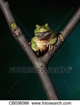 Stock Photo - common gray tree 
frog on branch. 
fotosearch - search 
stock photos, 
pictures, images, 
and photo clipart