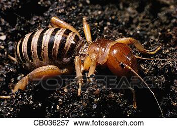Picture - jerusalem cricket. 
fotosearch - search 
stock photos, 
pictures, images, 
and photo clipart