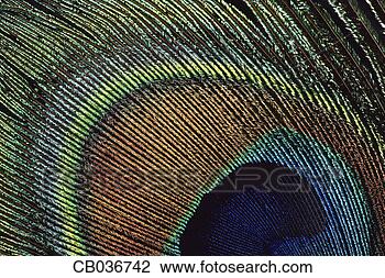 Stock Photo - peacock feather. 
fotosearch - search 
stock photos, 
pictures, images, 
and photo clipart