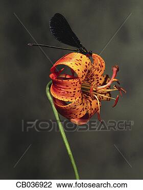 Stock Photo - tiger lily and 
damselfly. fotosearch 
- search stock 
photos, pictures, 
images, and photo 
clipart