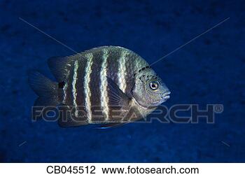 Stock Photo - black spot sergeant. 
fotosearch - search 
stock photos, 
pictures, images, 
and photo clipart