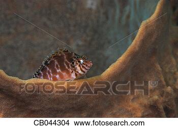 Stock Photo - blotched hawkfish. 
fotosearch - search 
stock photos, 
pictures, images, 
and photo clipart
