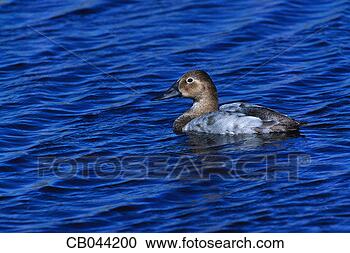 Stock Photography - canvasback in 
the water. fotosearch 
- search stock 
photos, pictures, 
images, and photo 
clipart
