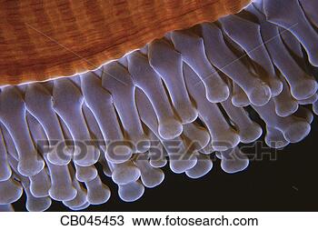 Stock Photo - close-up of magnificent 
sea anemone. fotosearch 
- search stock 
photos, pictures, 
images, and photo 
clipart