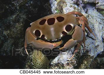Stock Image - crab crawling 
on coral. fotosearch 
- search stock 
photos, pictures, 
images, and photo 
clipart