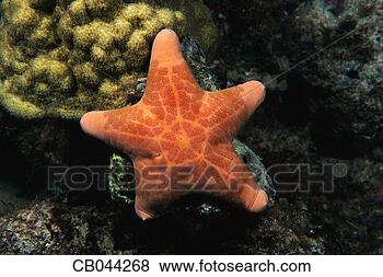 Stock Photo - giant kenya starfish. 
fotosearch - search 
stock photos, 
pictures, images, 
and photo clipart