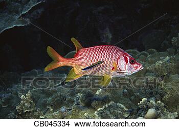 Stock Photo - giant squirrelfish. 
fotosearch - search 
stock photos, 
pictures, images, 
and photo clipart