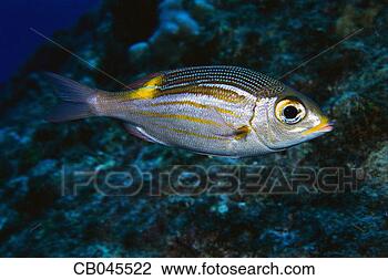 Stock Photo - gold-lined sea 
bream. fotosearch 
- search stock 
photos, pictures, 
images, and photo 
clipart
