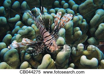 Stock Image - lionfish. fotosearch 
- search stock 
photos, pictures, 
images, and photo 
clipart
