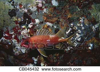 Stock Photo - longspine squirrelfish. 
fotosearch - search 
stock photos, 
pictures, images, 
and photo clipart