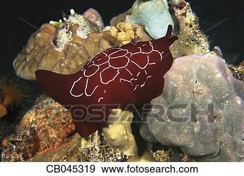 Stock Photograph - pleurobranchus 
forskali. fotosearch 
- search stock 
photos, pictures, 
images, and photo 
clipart