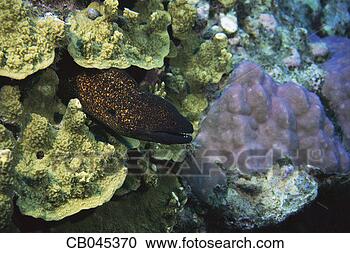 Stock Photography - yellow-margined 
moray in coral. 
fotosearch - search 
stock photos, 
pictures, images, 
and photo clipart