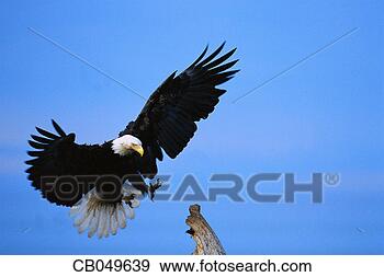 bald eagle landing