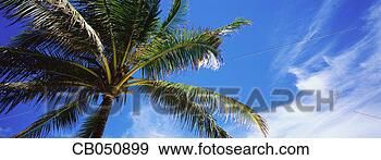 Stock Photograph - palm tree. fotosearch 
- search stock 
photos, pictures, 
images, and photo 
clipart