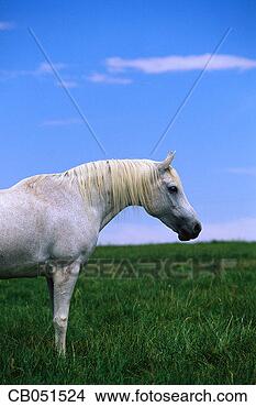Stock Photo - arabian horse 
in a pasture. 
fotosearch - search 
stock photos, 
pictures, images, 
and photo clipart
