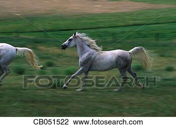 Stock Photo - arabian horses 
galloping in pasture. 
fotosearch - search 
stock photos, 
pictures, images, 
and photo clipart