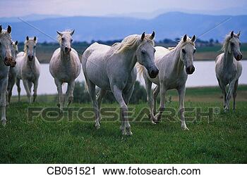 Stock Photography - arabian horses 
walking in pasture. 
fotosearch - search 
stock photos, 
pictures, images, 
and photo clipart