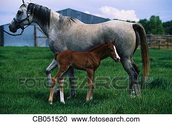 Stock Photography - arabian mare and 
colt. fotosearch 
- search stock 
photos, pictures, 
images, and photo 
clipart