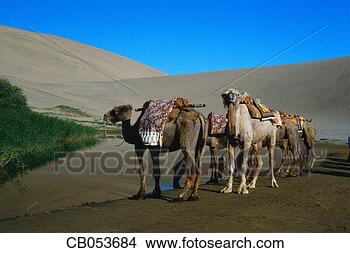 Stock Photo - camels resting 
at an oasis. fotosearch 
- search stock 
photos, pictures, 
images, and photo 
clipart