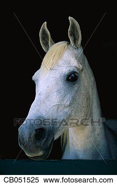 Stock Image - close-up view 
of arabian horse. 
fotosearch - search 
stock photos, 
pictures, images, 
and photo clipart