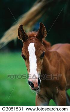 Stock Photography - close-up view 
of arabian colt. 
fotosearch - search 
stock photos, 
pictures, images, 
and photo clipart